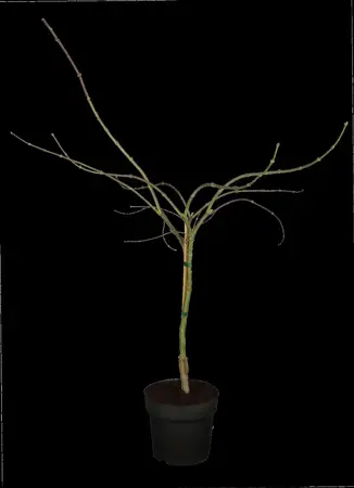 Acer palmatum 'Garnet' - 50-60 CM C6.5 - image 2