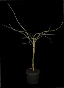 Acer palmatum 'Garnet' - 50-60 CM C6.5 - image 2