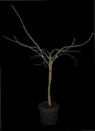 Acer palmatum 'Garnet' - 175-200 CM C30 - image 2