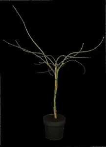 Acer palmatum 'Garnet' - 175-200 CM C30 - image 2