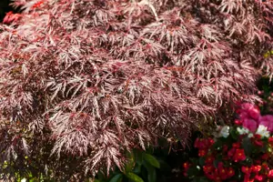 Acer palmatum 'Garnet' - 100-125 CM RB - image 5