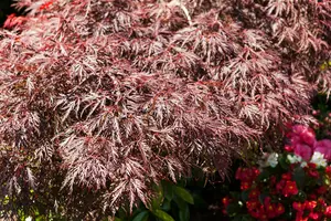 Acer palmatum 'Garnet' - 100-125 CM C35 - image 5