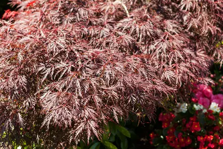 Acer palmatum 'Garnet' - 60 CM STEM 10L - image 2