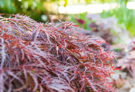 Acer palmatum 'Garnet' - 50-60 CM C6.5 - image 4