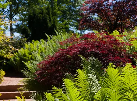 Acer palmatum 'Garnet' - 180 CM STEM C10 - image 5
