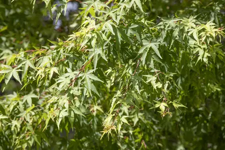 Acer palmatum 'Garnet Tower' - 40-50 CM C5