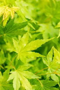 Acer palmatum 'Going Green' - 80-100 CM FTH WHIP C7,5 - image 3