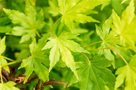 Acer palmatum 'Going Green' - 80-100 CM FTH WHIP C7,5 - image 2