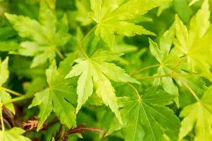 Acer palmatum 'Going Green' - 80-100 CM FTH WHIP C7,5 - image 2