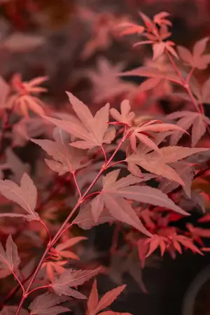 Acer palmatum 'Hime Shojo' - 25-30 CM C2 - image 3