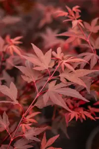 Acer palmatum 'Hime Shojo' - 25-30 CM C2 - image 3