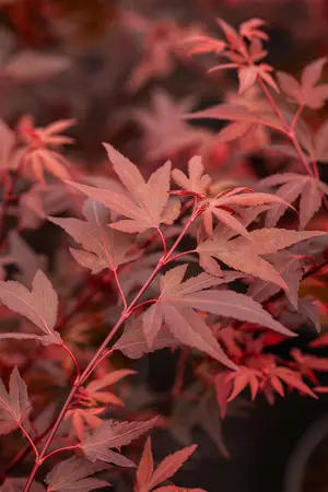 Acer palmatum 'Hime Shojo' - 2 Ltr pot - image 2