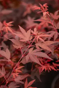 Acer palmatum 'Hime Shojo' - 2 Ltr pot - image 2