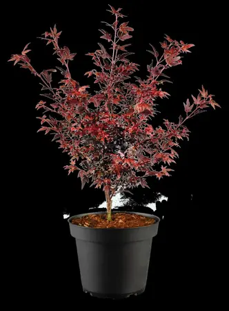 Acer palmatum 'Hime Shojo' - 25-30 CM C2 - image 1