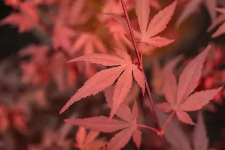 Acer palmatum 'Hime Shojo' - 25-30 CM C2 - image 5