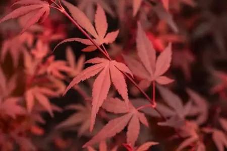Acer palmatum 'Hime Shojo' - 25-30 CM C2 - image 2