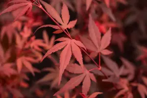 Acer palmatum 'Hime Shojo' - 25-30 CM C2 - image 2