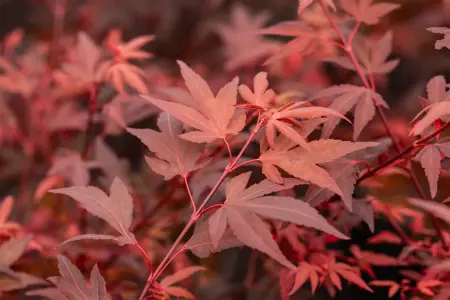 Acer palmatum 'Hime Shojo' - 25-30 CM C2 - image 4