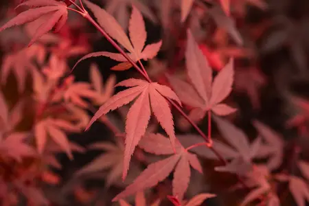 Acer palmatum 'Hime Shojo' - 2 Ltr pot - image 1