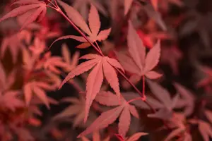 Acer palmatum 'Hime Shojo'