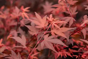 Acer palmatum 'Hime Shojo' - 2 Ltr pot - image 3