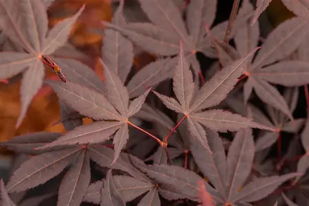 Acer palmatum 'Hime Shojo' - 2 Ltr pot - image 5