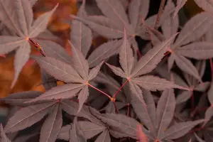 Acer palmatum 'Hime Shojo' - 2 Ltr pot - image 5