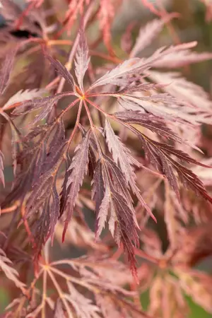 Acer palmatum 'Inaba-shidare' - 40-50 CM C5 - image 5