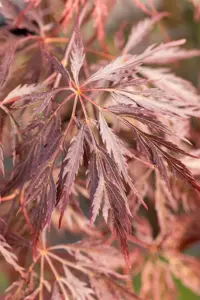 Acer palmatum 'Inaba-shidare' - 40-50 CM C5 - image 5