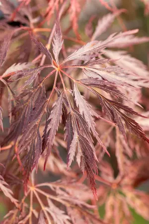 Acer palmatum 'Inaba-shidare' - 90 CM STEM C160 - image 5