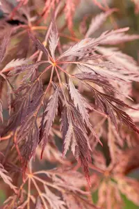 Acer palmatum 'Inaba-shidare' - 90 CM STEM C160 - image 5