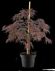 Acer palmatum 'Inaba-shidare' - 80-100 CM RB - image 2