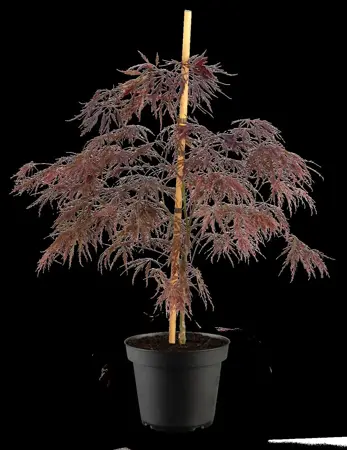 Acer palmatum 'Inaba-shidare' - 125-150 CM C30 - image 2