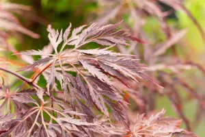 Acer palmatum 'Inaba-shidare' - 40-50 CM C5 - image 3