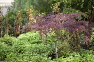 Acer palmatum 'Inaba-shidare' - 60-80 CM RB - image 1