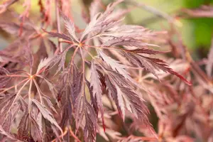 Acer palmatum 'Inaba-shidare' - 80 CM STEM ROOTBALL - image 4