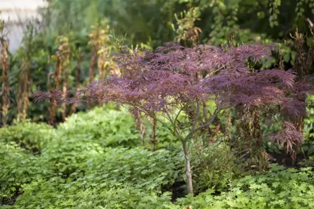 Acer palmatum 'Inaba-shidare' - 125-150 CM C30 - image 1