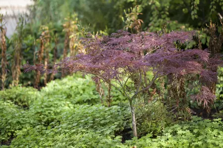 Acer palmatum 'Inaba-shidare' - 250-300 CM C180 - image 1