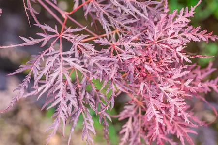 Acer palmatum 'Inaba-shidare' - 250-300 CM C180 - image 5