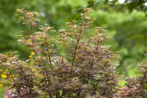 Acer palmatum 'Jerre Schwarz'