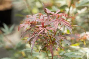 Acer palmatum 'Jerre Schwarz' - 50-60 CM C3 - image 5