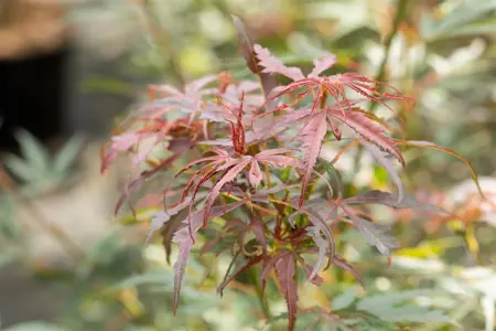 Acer palmatum 'Jerre Schwarz' - 125-150 CM C20 - image 5