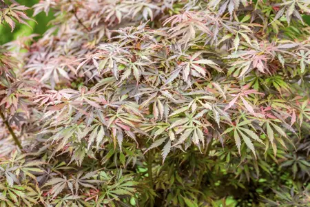 Acer palmatum 'Jerre Schwarz' - Liners bare root - image 4