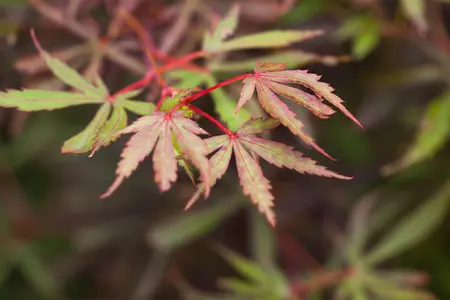 Acer palmatum 'Jerre Schwarz' - 80-100 CM C20 - image 2