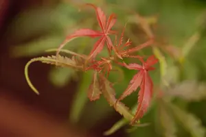 Acer palmatum 'Jerre Schwarz' - 50-60 CM C3 - image 3