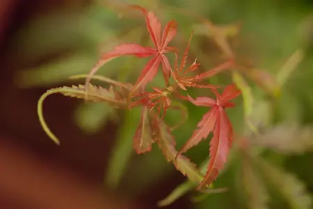 Acer palmatum 'Jerre Schwarz' - 80-100 CM C7.5 - image 3