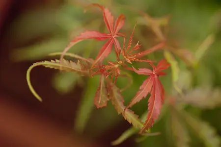 Acer palmatum 'Jerre Schwarz' - 60 CM STEM C3 - image 3