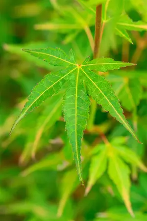 Acer palmatum 'Katsura' - 250-300 CM C110 - image 4