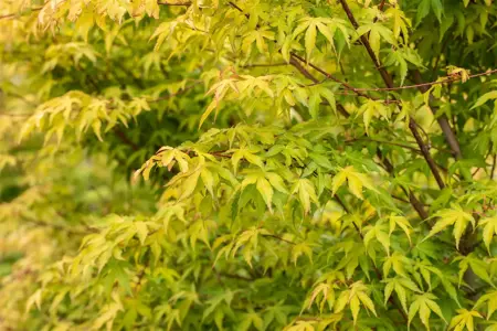 Acer palmatum 'Katsura' - P9 - image 4