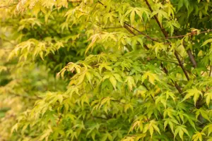 Acer palmatum 'Katsura' - 80-100 CM RB - image 4